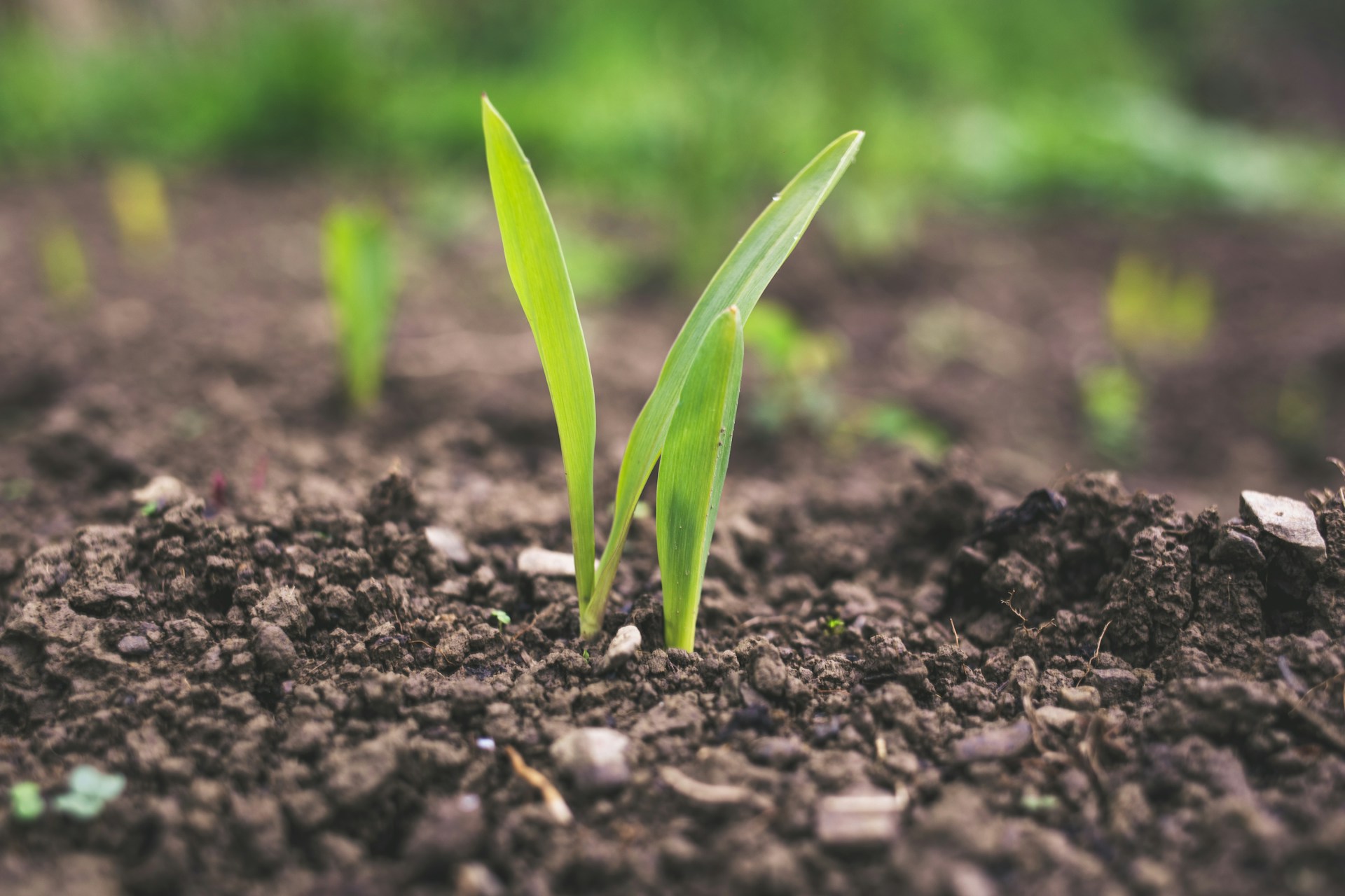 How to Lay a New Lawn from Seed