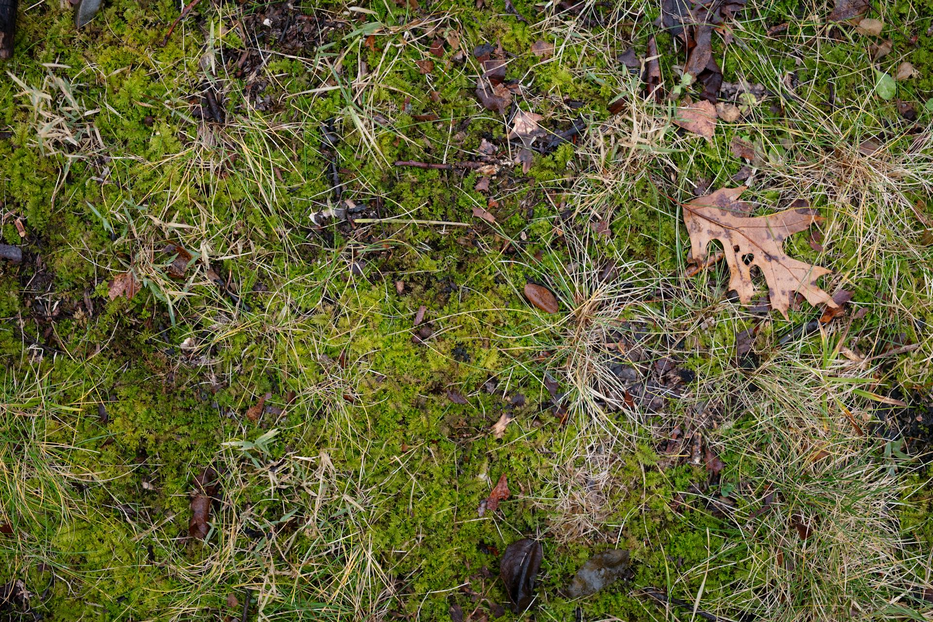 Moss in Lawn: The Real Causes and Real Fixes