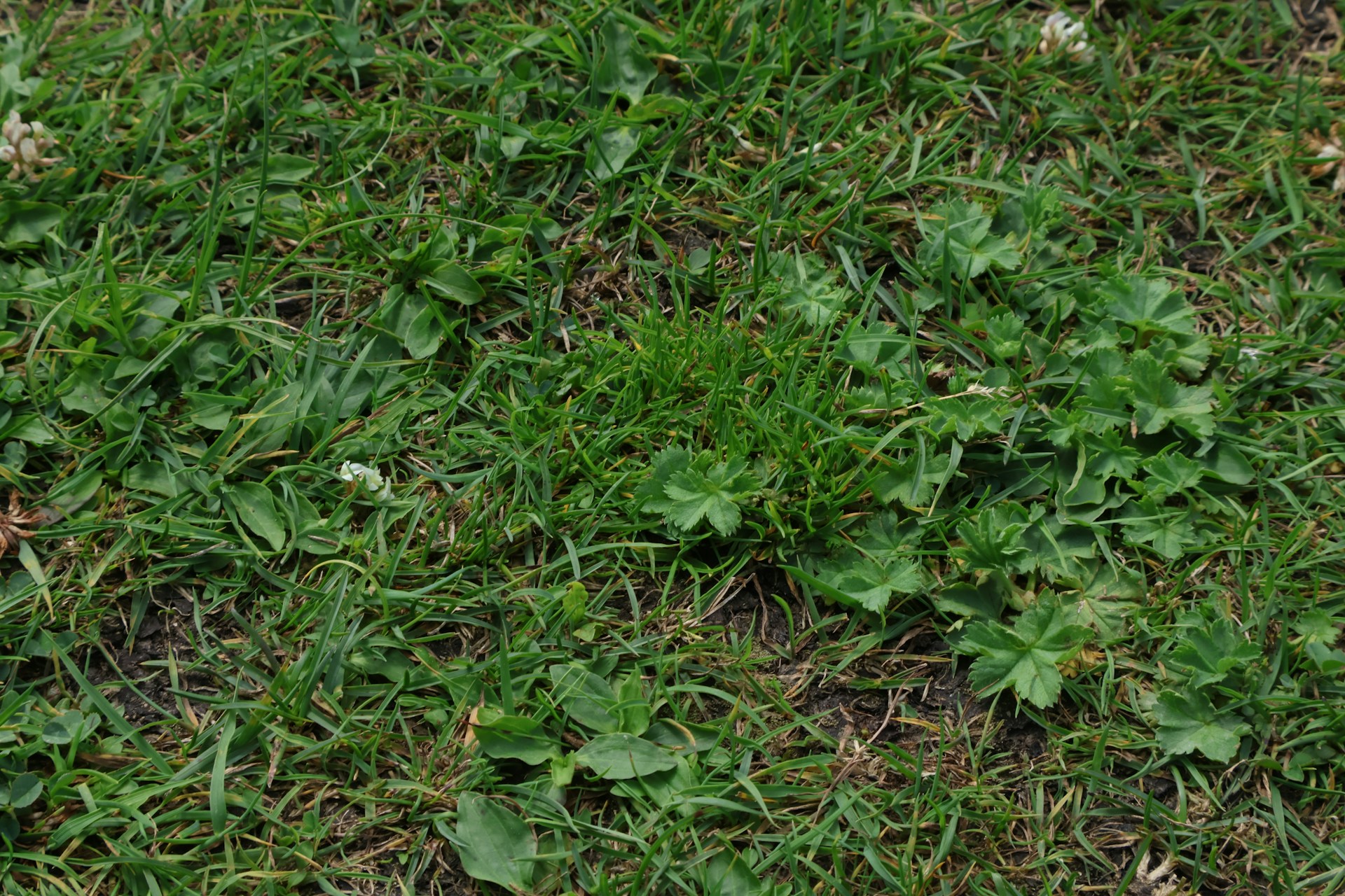 A Lawn Full of Weeds: What to Do